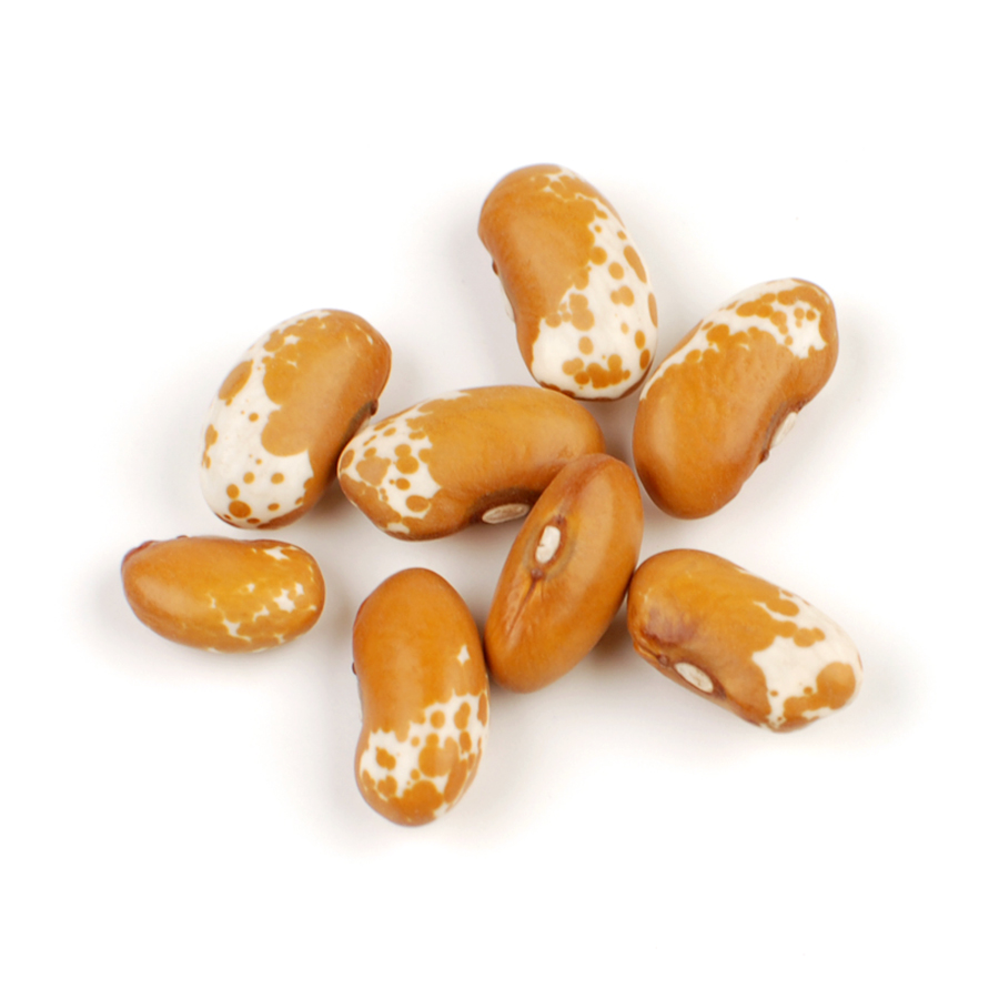 Jacobs Cattle Gold Beans