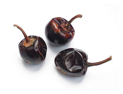 Cascabel Chile