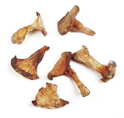 Chantrelle Mushrooms gluten free kosher