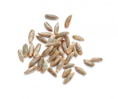 Rye Berries