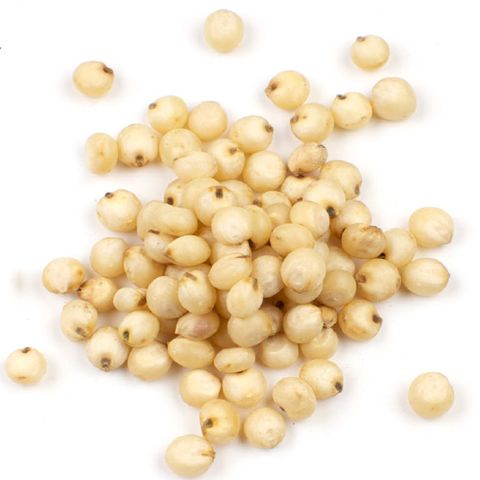 Sorghum ~ gluten free and great for popping!