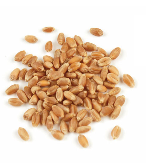 Hard Red Winter Wheat Berries