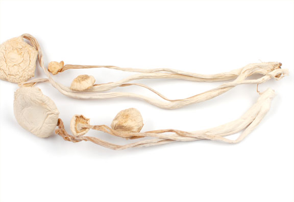 Enoki Mushrooms