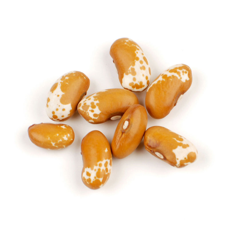 Jacobs Cattle Gold Beans