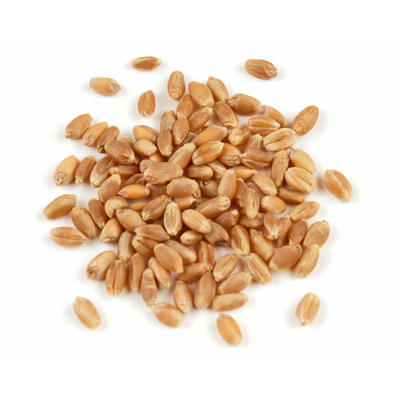 Missing image for WHEAT BERRIES, HARD RED - Kosher