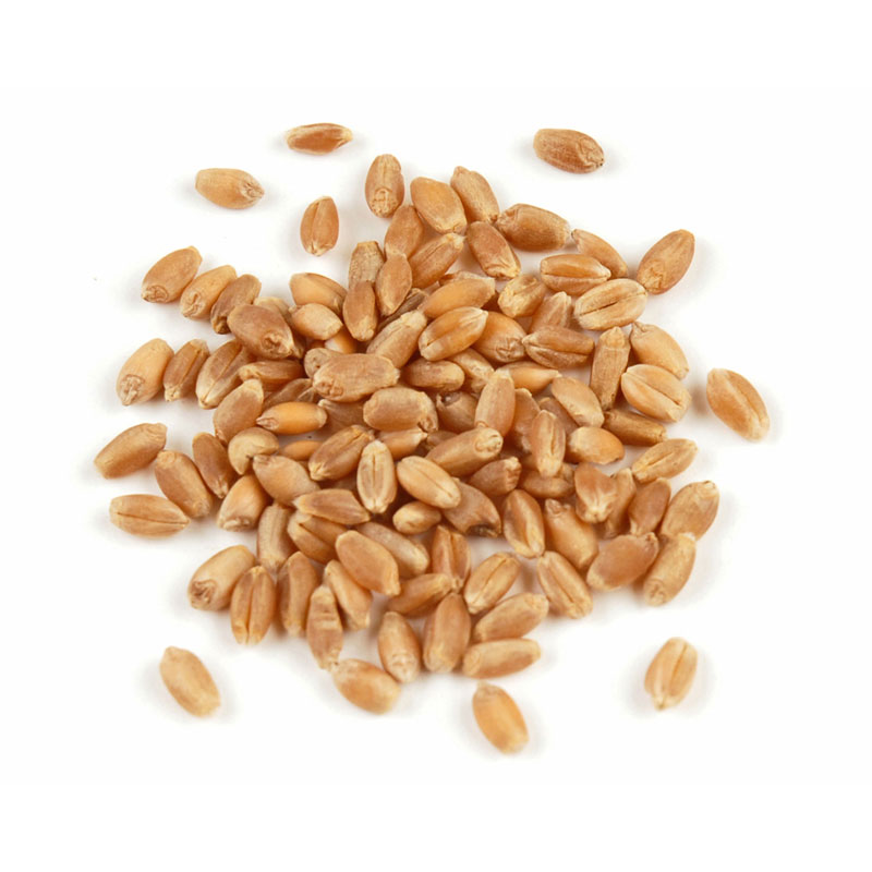 Wheat Berries