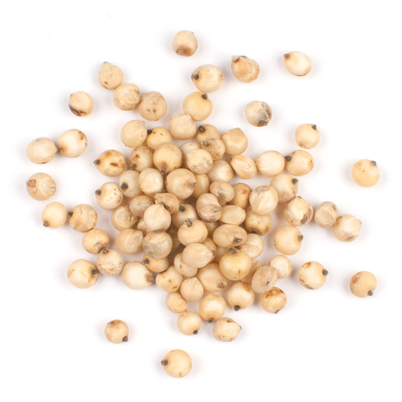 Sorghum ~ gluten free and great for popping!