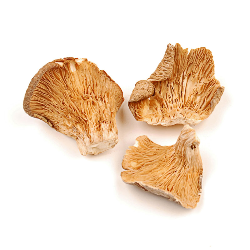 Oyster Mushrooms