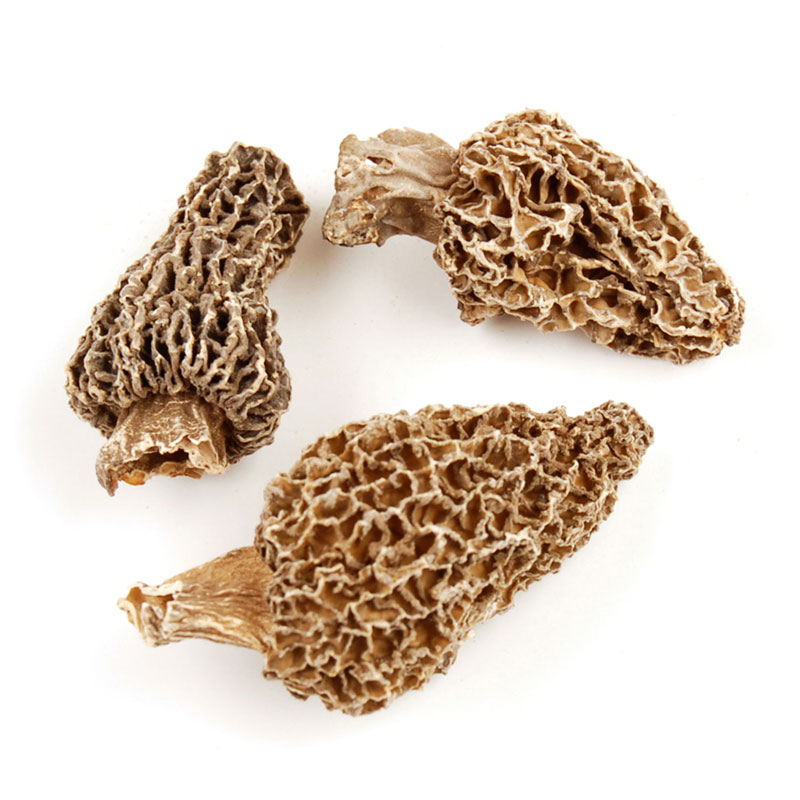 Morel Mushrooms