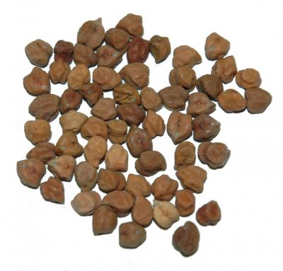 Garbanzo Beans Black