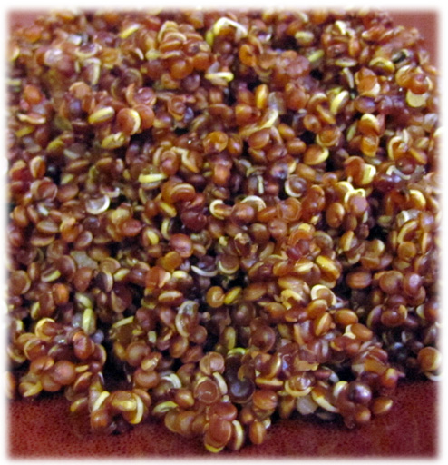 Red Quinoa